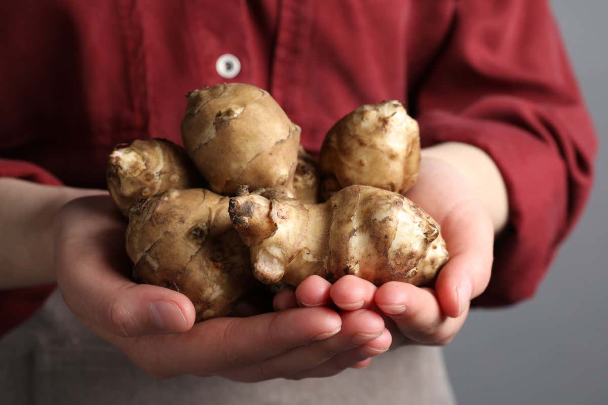Topinambur, il tubero salutare di cui si parla tanto ma che in pochi conoscono