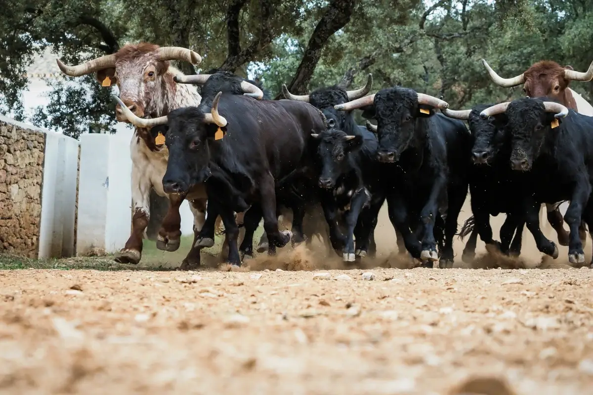 A Pamplona tornano i tori: &egrave; di nuovo San Firmino