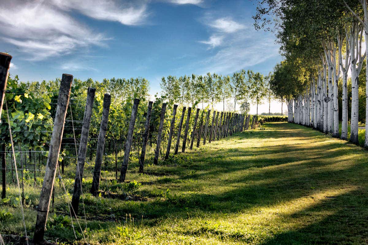 Torresella: il nuovo pack dei vini ispirato alla laguna di Venezia