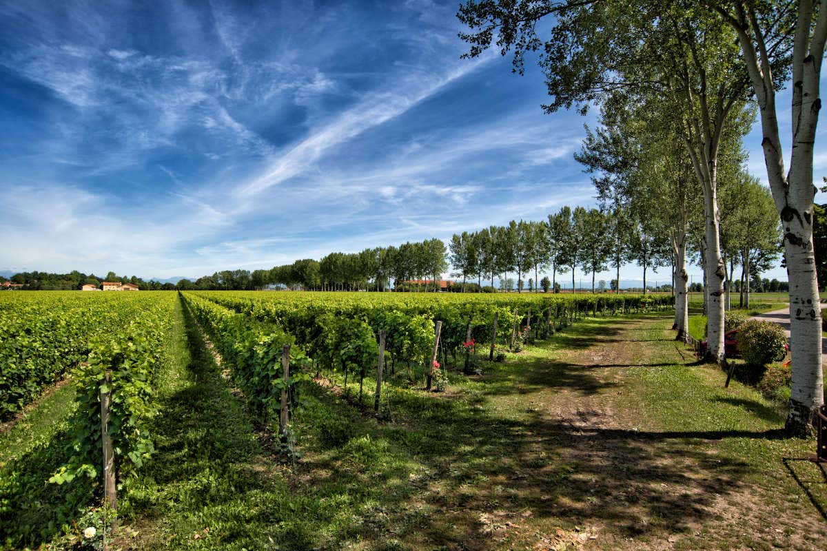 Torresella: il nuovo pack dei vini ispirato alla laguna di Venezia