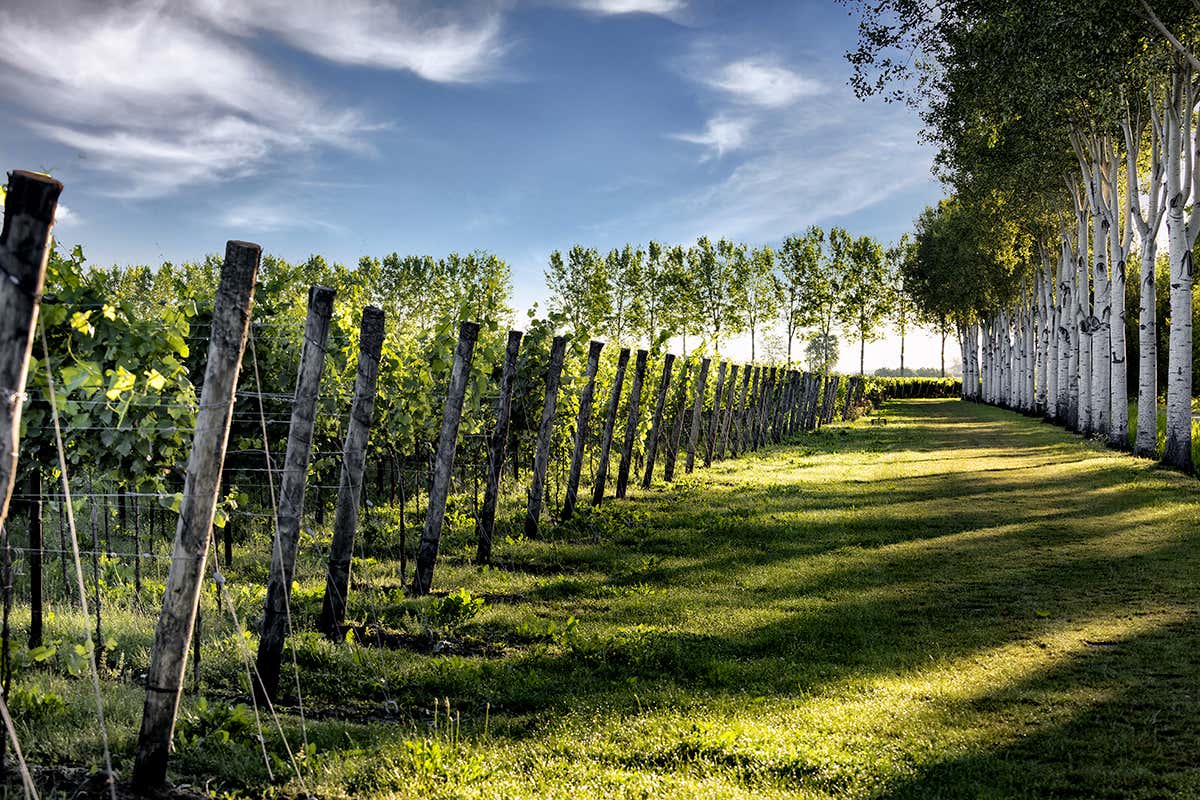 Prosecco nato tra laguna e Alpi: la doppia anima di Torresella per le feste Prosecco nato tra laguna e Alpi: la doppia anima di Torresella per le feste