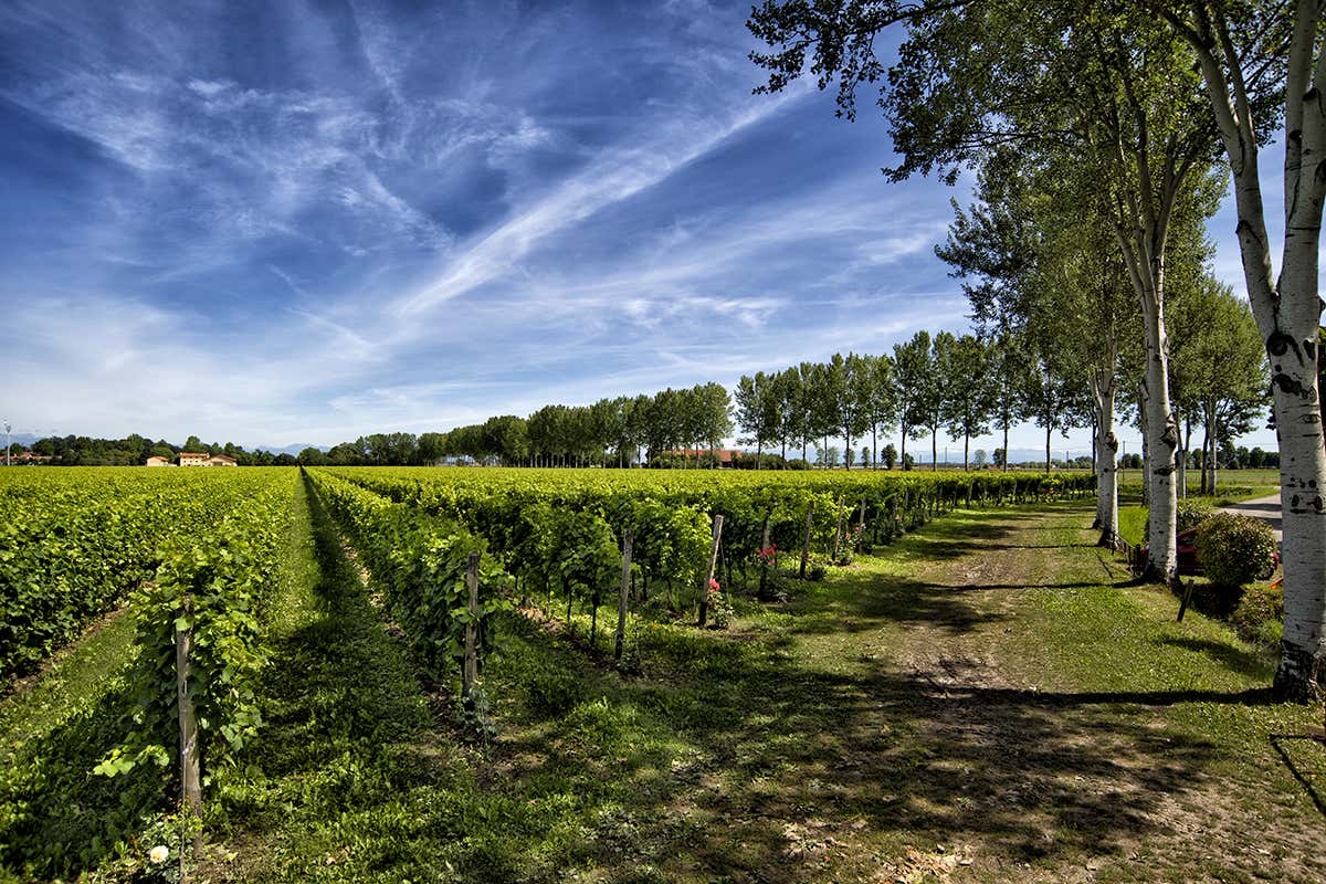 Prosecco nato tra laguna e Alpi: la doppia anima di Torresella per le feste Prosecco nato tra laguna e Alpi: la doppia anima di Torresella per le feste