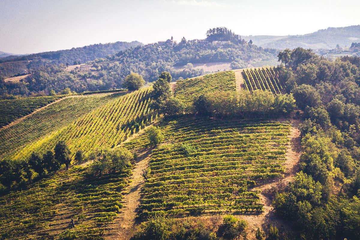 Cantina Torrevilla: &ldquo;Vendemmia 2022 influenzata dal cambiamento climatico&rdquo;
