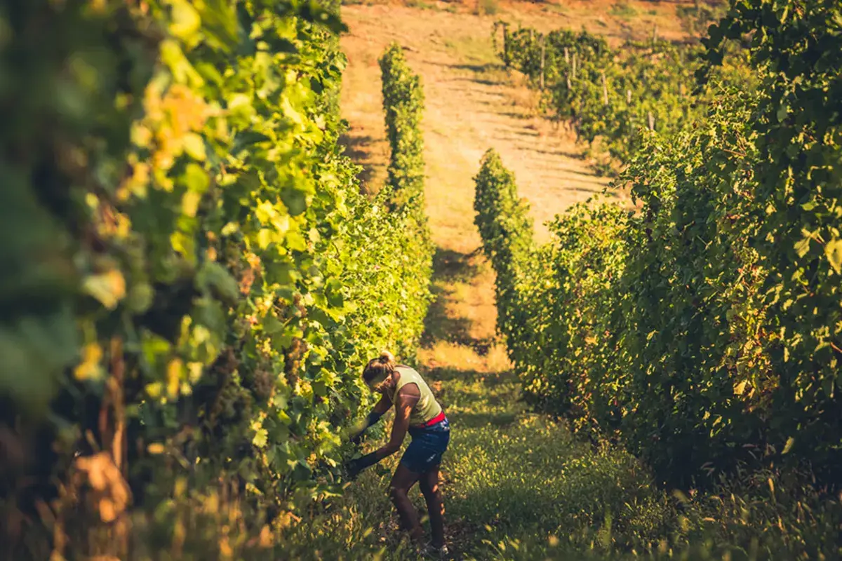 Cantina Torrevilla: &ldquo;Vendemmia 2022 influenzata dal cambiamento climatico&rdquo;