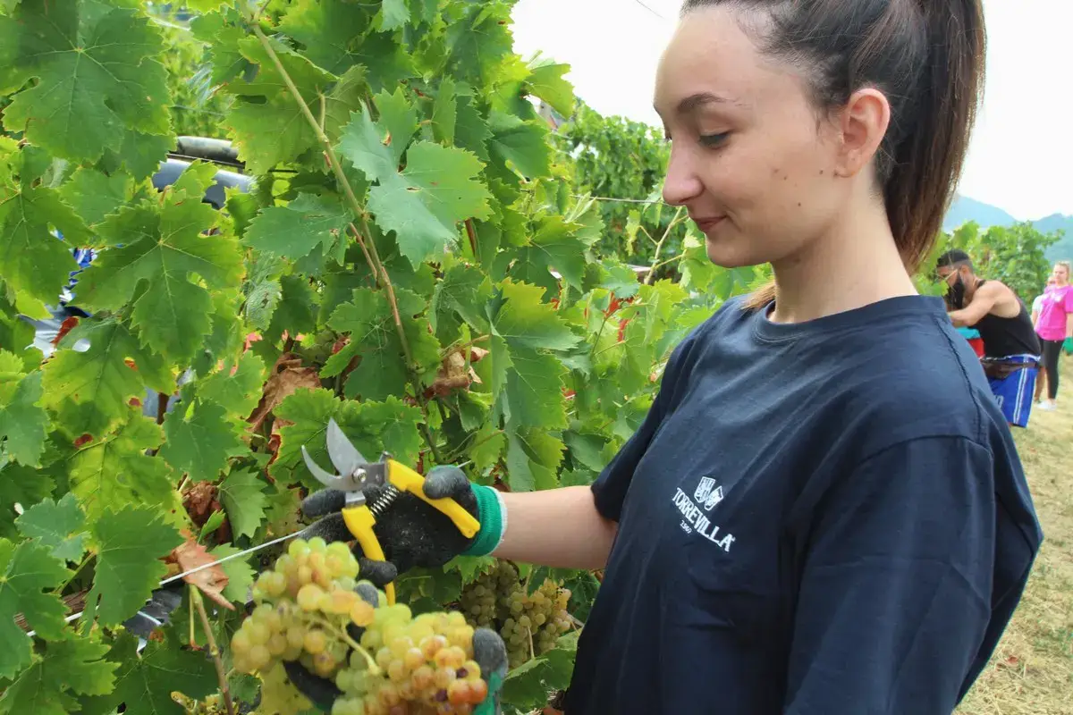 Le due facce del vino pavese: mentre Terre d’Oltrepò crolla, sorride Torrevilla
