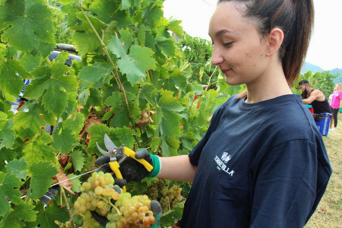 Le due facce del vino pavese: mentre Terre d’Oltrepò crolla, sorride Torrevilla
