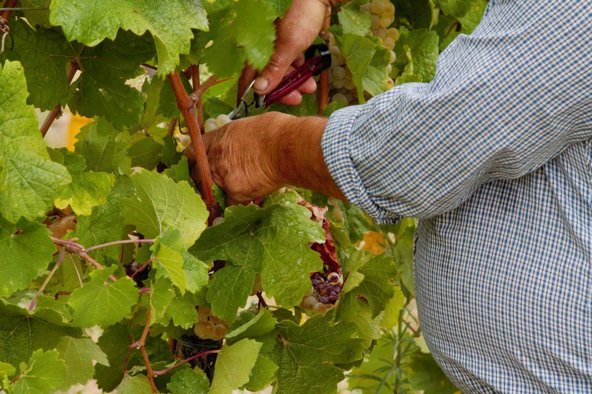Le due facce del vino pavese: mentre Terre d’Oltrepò crolla, sorride Torrevilla
