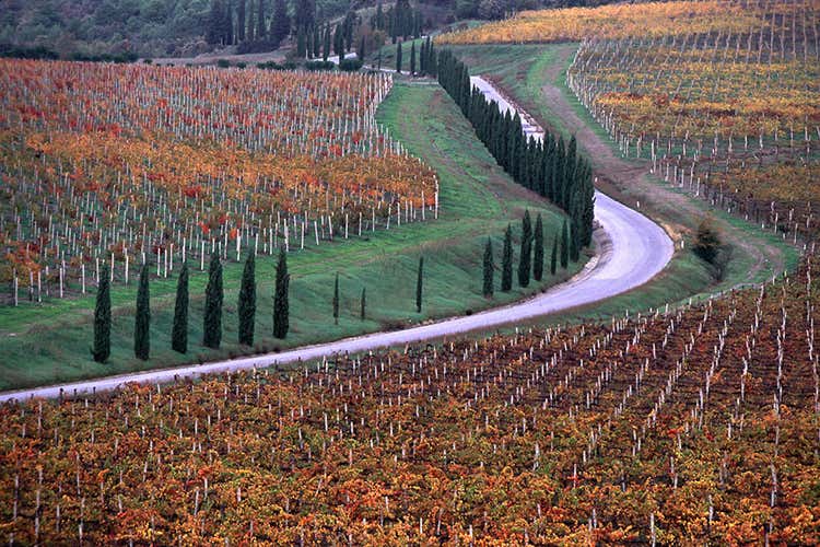 La vendemmia toscana del 2020 ha segnato un leggero calo nelle produzioni, ma una tenuta massima nella qualità Al via PrimAnteprima in Toscana In degustazione 400 etichette