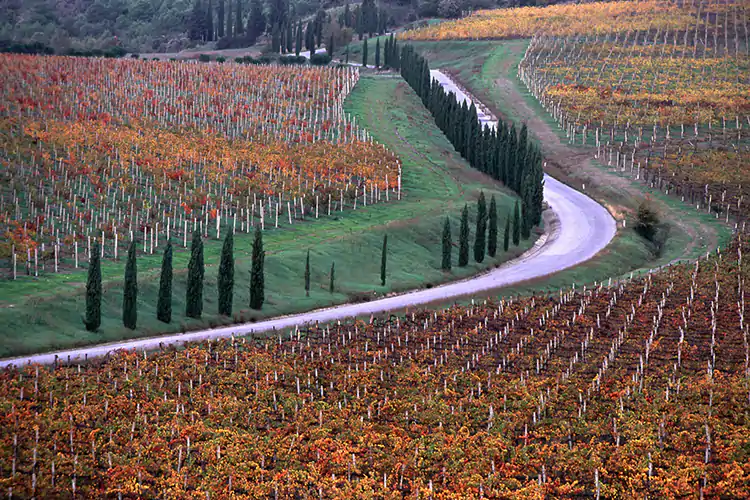 La vendemmia toscana del 2020 ha segnato un leggero calo nelle produzioni, ma una tenuta massima nella qualit&agrave; Al via PrimAnteprima in Toscana In degustazione 400 etichette