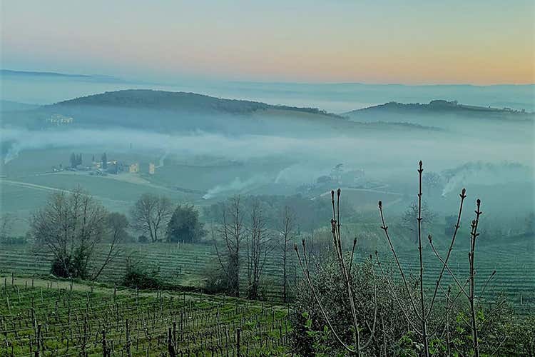 Le gelate in Toscana Gelate improvvise nei vigneti Toscana, Veneto e Piemonte ko