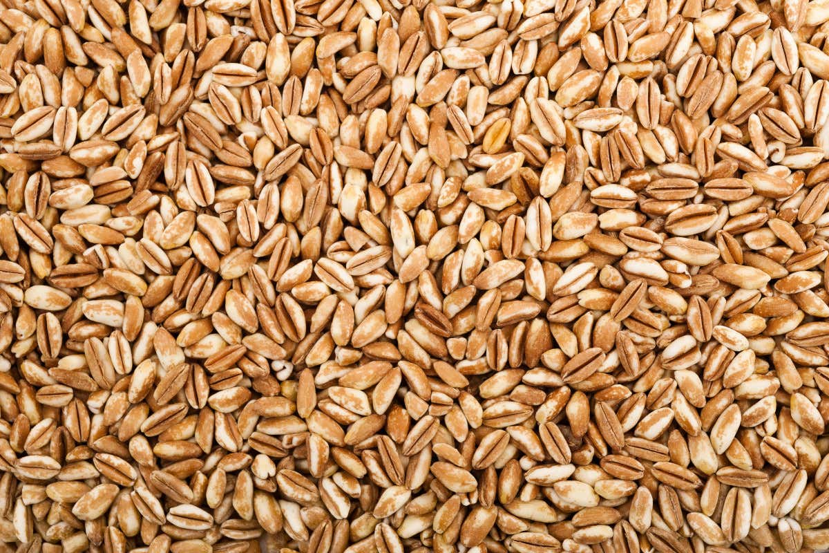 Il turismo della Toscana cresce seguendo le rotte del gusto e delle Dop Il turismo della Toscana cresce seguendo le rotte del gusto e delle Dop