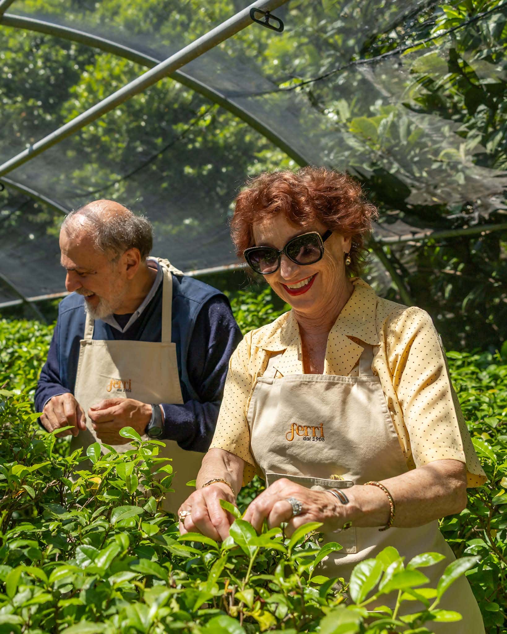 I filari di Camellia sinensis e Guido Cattolica nel suo giardino botanico a Sant’Andrea di Compito
