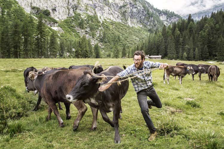 I prodotti caseari della Val Rendena sono un Presidio Slow Food (Tracciabilit&agrave; ad alta quota per la Rendena e i suoi formaggi)