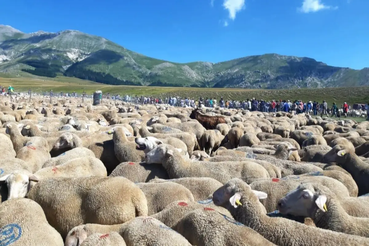 Un momento di Tra - La Transumanza che unisce (foto Eikon) Musiche, balli e tipicit&agrave; gastronomiche, la transumanza emoziona l&rsquo;Abruzzo