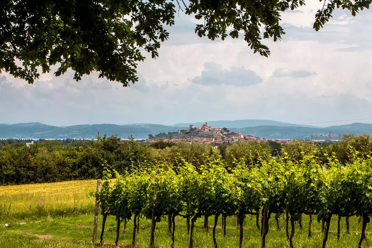 Le vigne nella zona del lago Trasimeno Montefalco, Colli del Trasimeno e Torgiano: i vini emblema dell&rsquo;Umbria