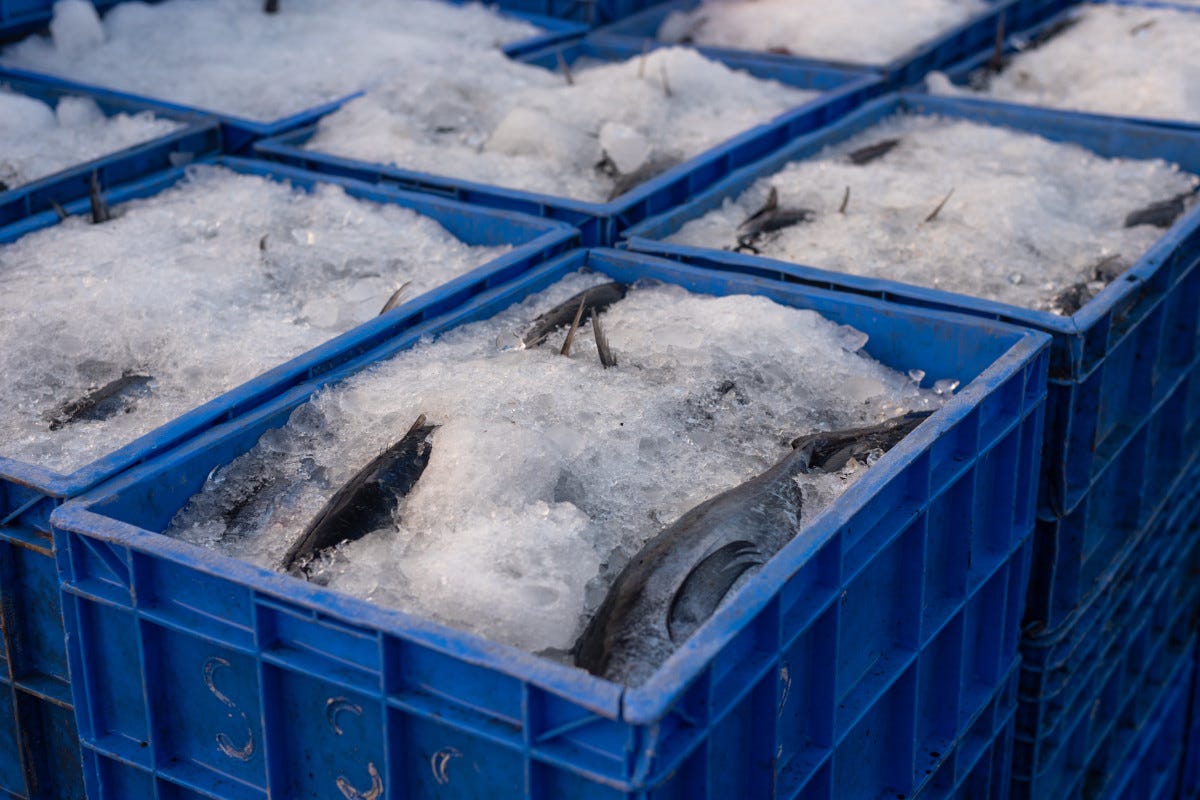 La gestione dei prodotti animali, come carni e ittici, ha richiesto la determinazione di misure specifiche a livello comunitario Alimenti di origine animale: quali sono le novità per il settore ittico?
