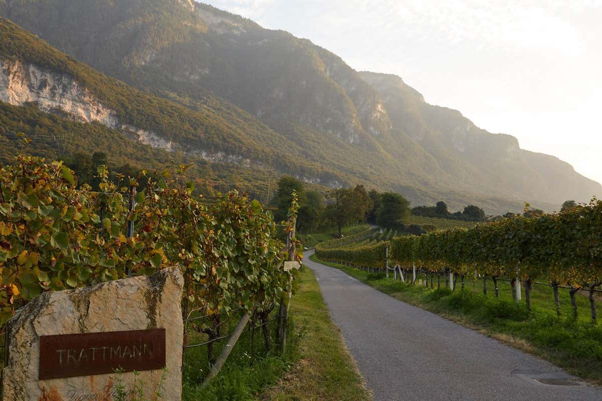 Tappo a vite e rosato di montagna: i segreti del nuovo Piz di Girlan