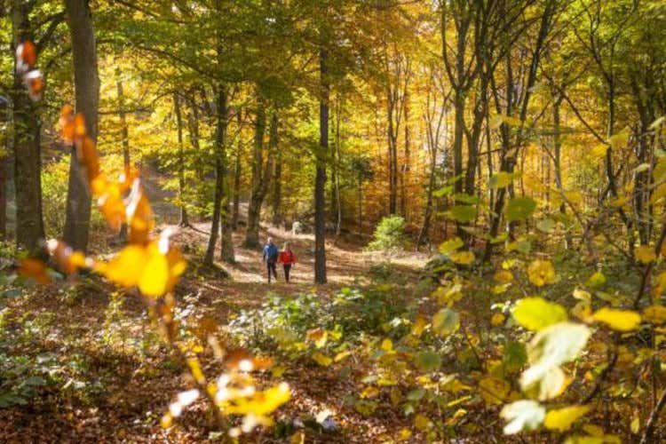 Un viaggio in Trentino per vivere la magia dei colori dell'autunno