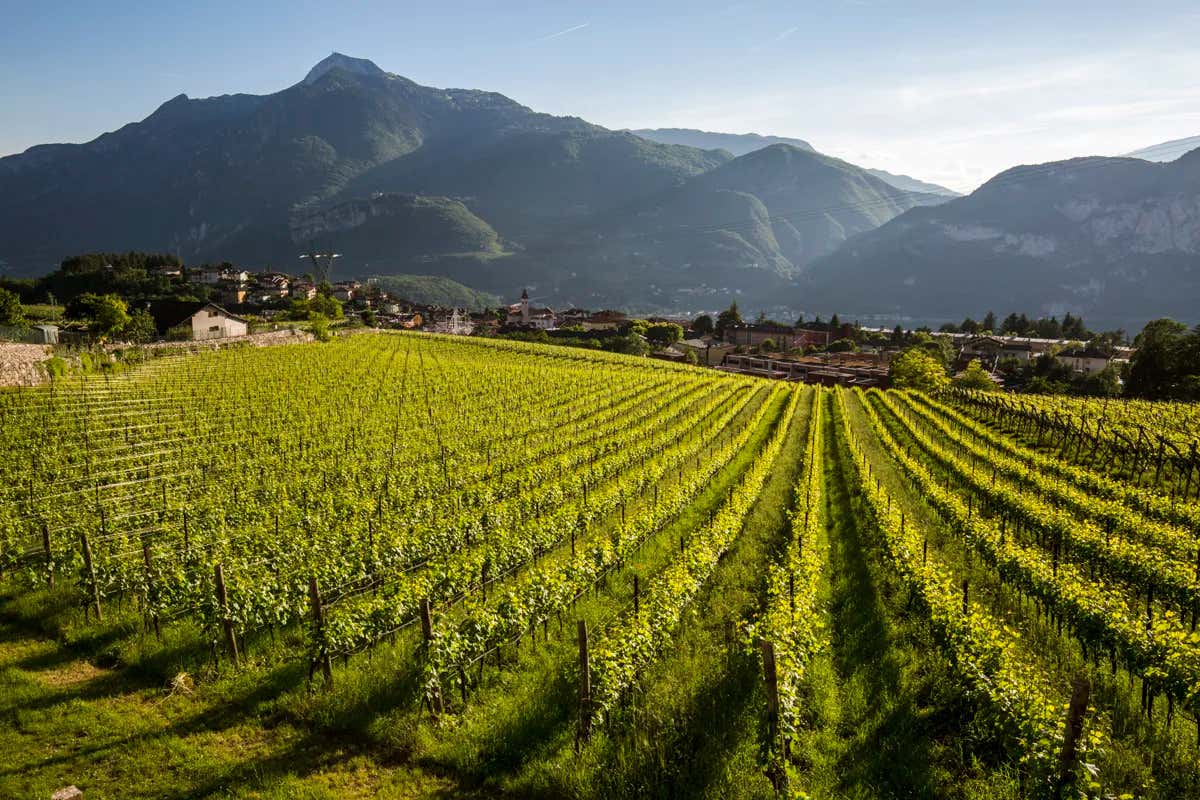 Trentodoc: nel 2021 superate le 12 milioni di bottiglie