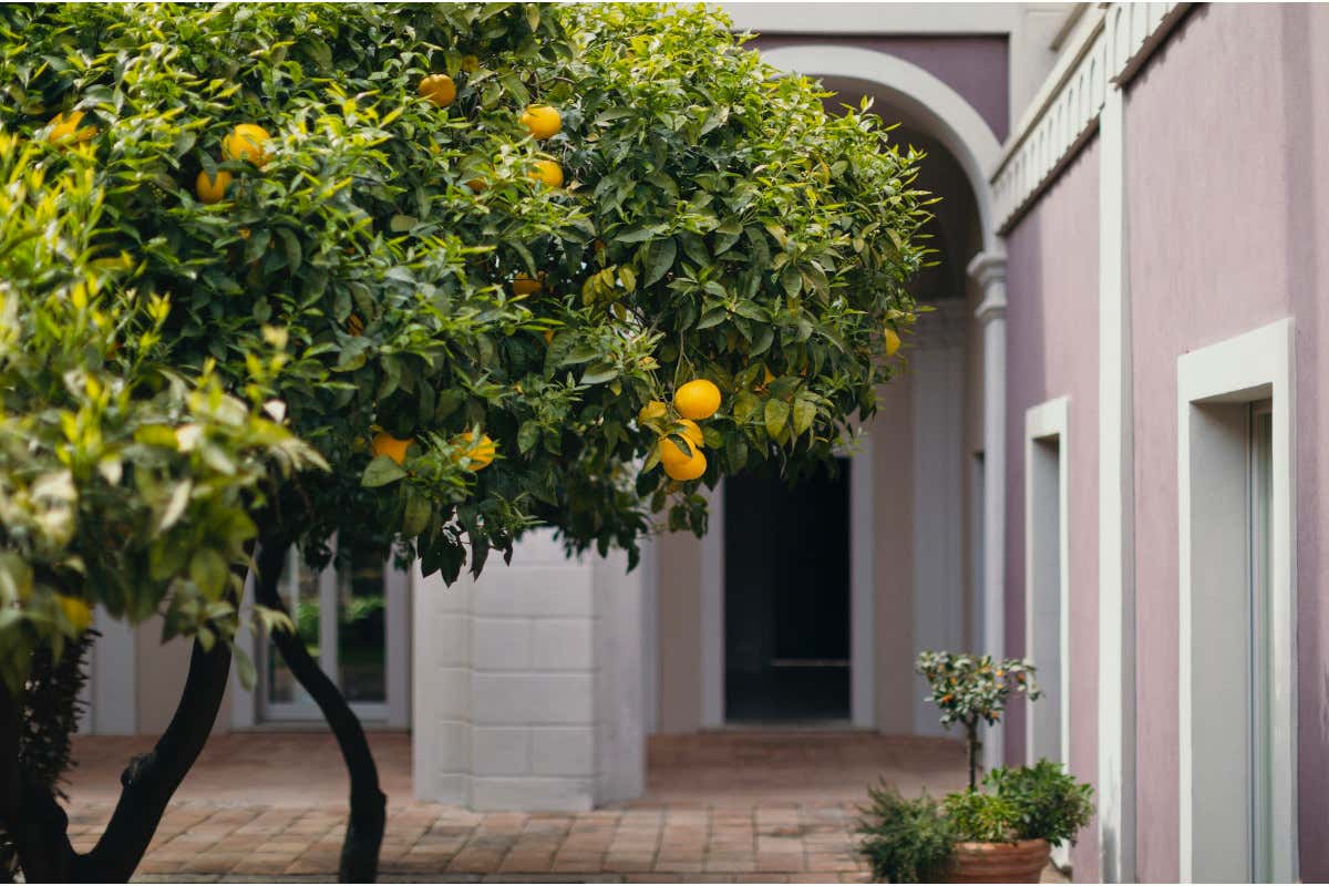 Villa Paola, cortile Villa Paola fuga di relax in un'oasi nel cuore di Tropea