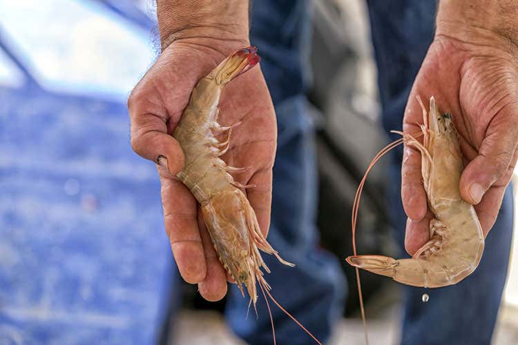 (Trovate tracce di droga e pesticidinei gamberetti pescati in Inghilterra) (Trovate tracce di droga e pesticidinei gamberetti pescati in Inghilterra)