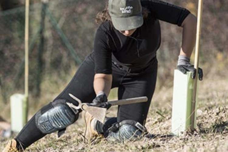 Ripopolare le terre abbandonatepuntando sul Tartufo Ripopolare le terre abbandonatepuntando sul Tartufo