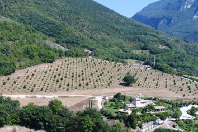 Ripopolare le terre abbandonate puntando sul Tartufo Ripopolare le terre abbandonatepuntando sul Tartufo