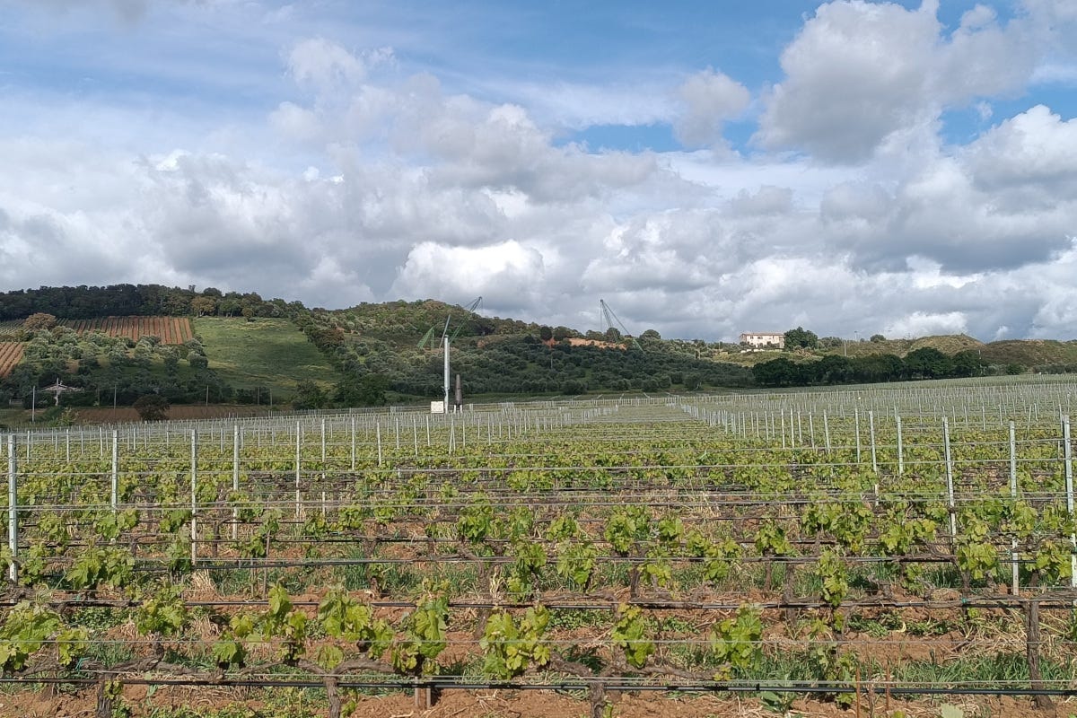 Tua Rita: l'innovazione nella tradizione del vino toscano