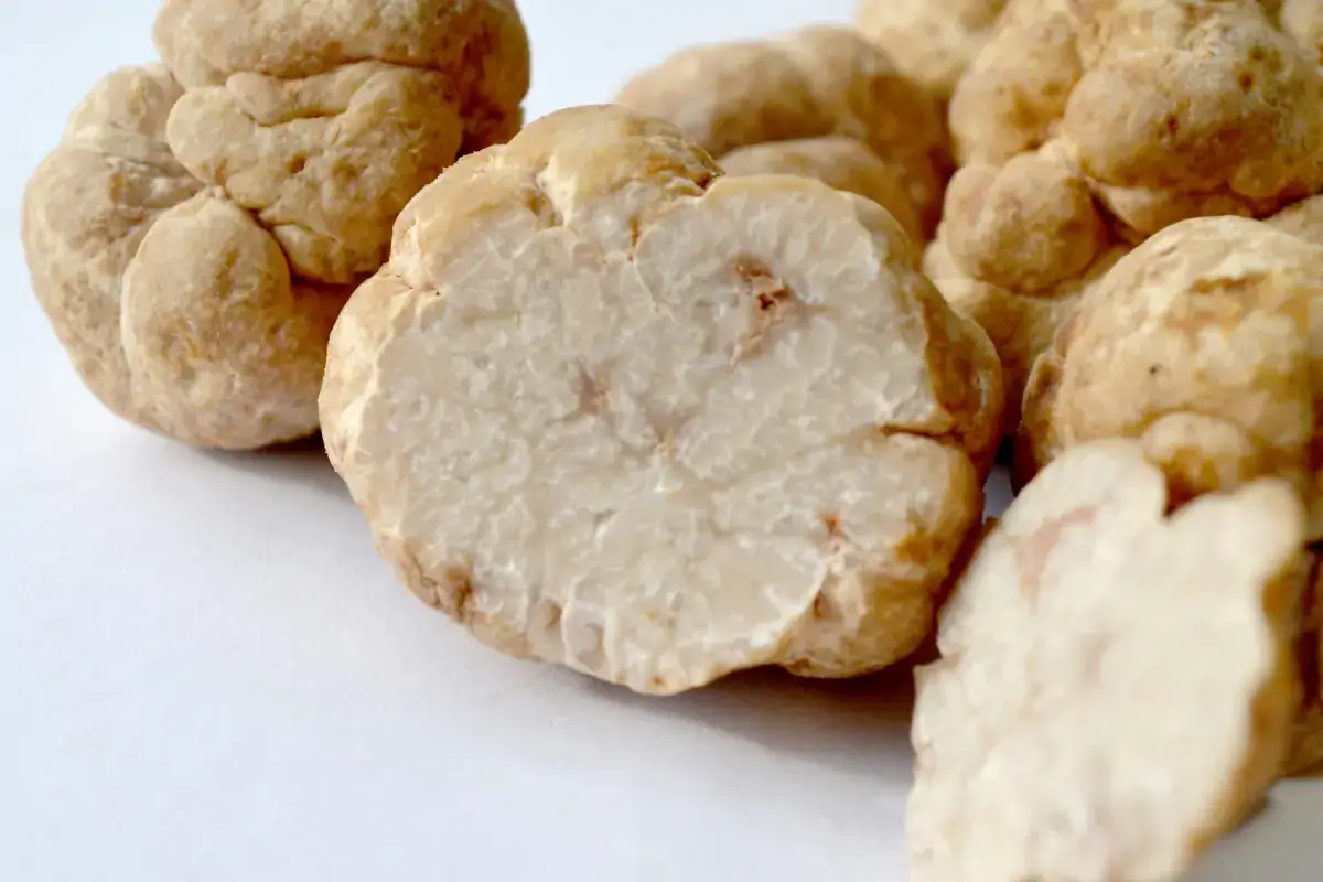 Tuber Borchii: Il tartufo bianchetto I tartufi in ogni stagione:Il bianchetto tuber borchii