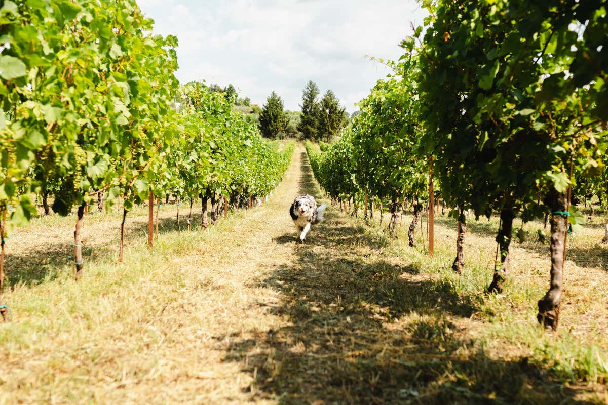 Sul Garda la cantina Turina festeggia 100 vinificazioni (con al centro il Chiaretto)