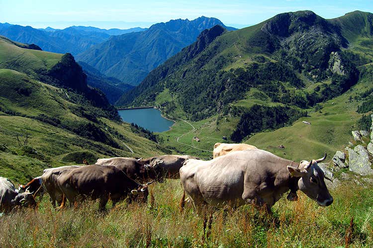 (Il futuro delle Orobie poggia sul turismo I formaggi simbolo di un'area senza eguali)