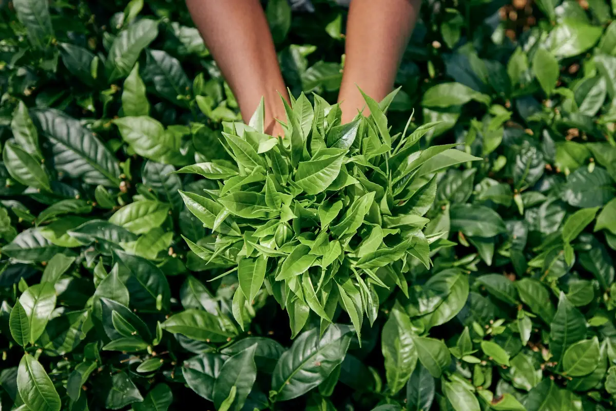 Sostenibile e sano: ecco perché il tè disseta l’anima