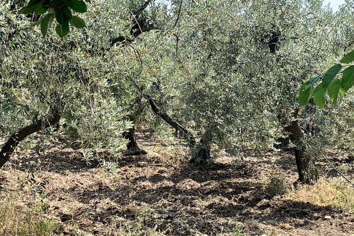 Molise, una regione ad alto tasso di biodiversità tutta da scoprire