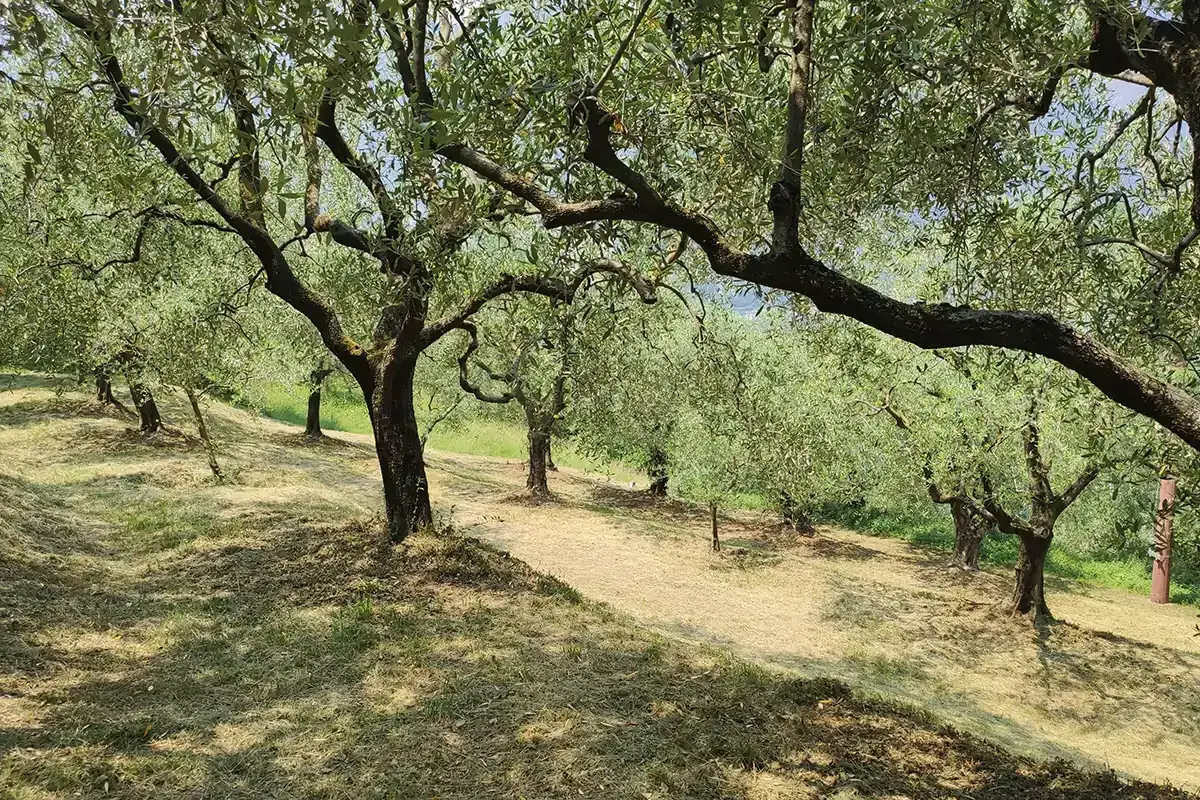 Olio evo, dal Garda alla Sicilia una tutela plurale grazie al Consorzio Opera Olei