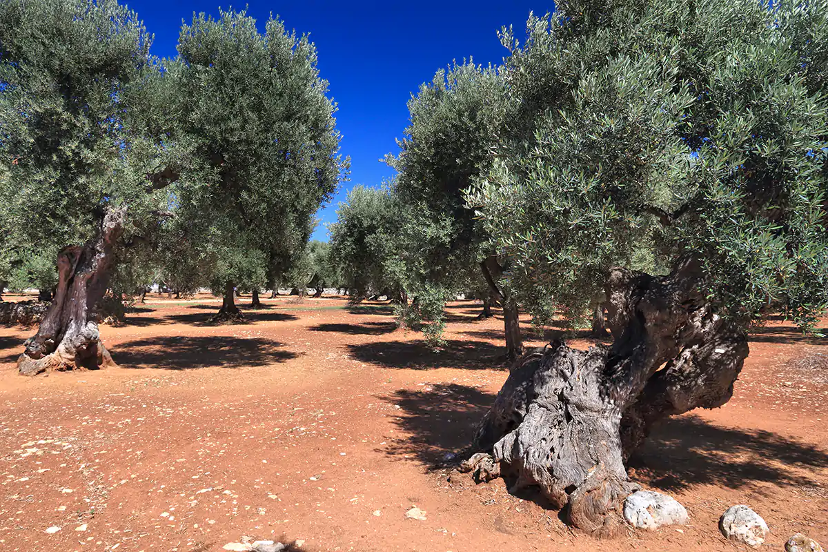 Xylella, la Puglia autorizza gli innesti sugli ulivi monumentali