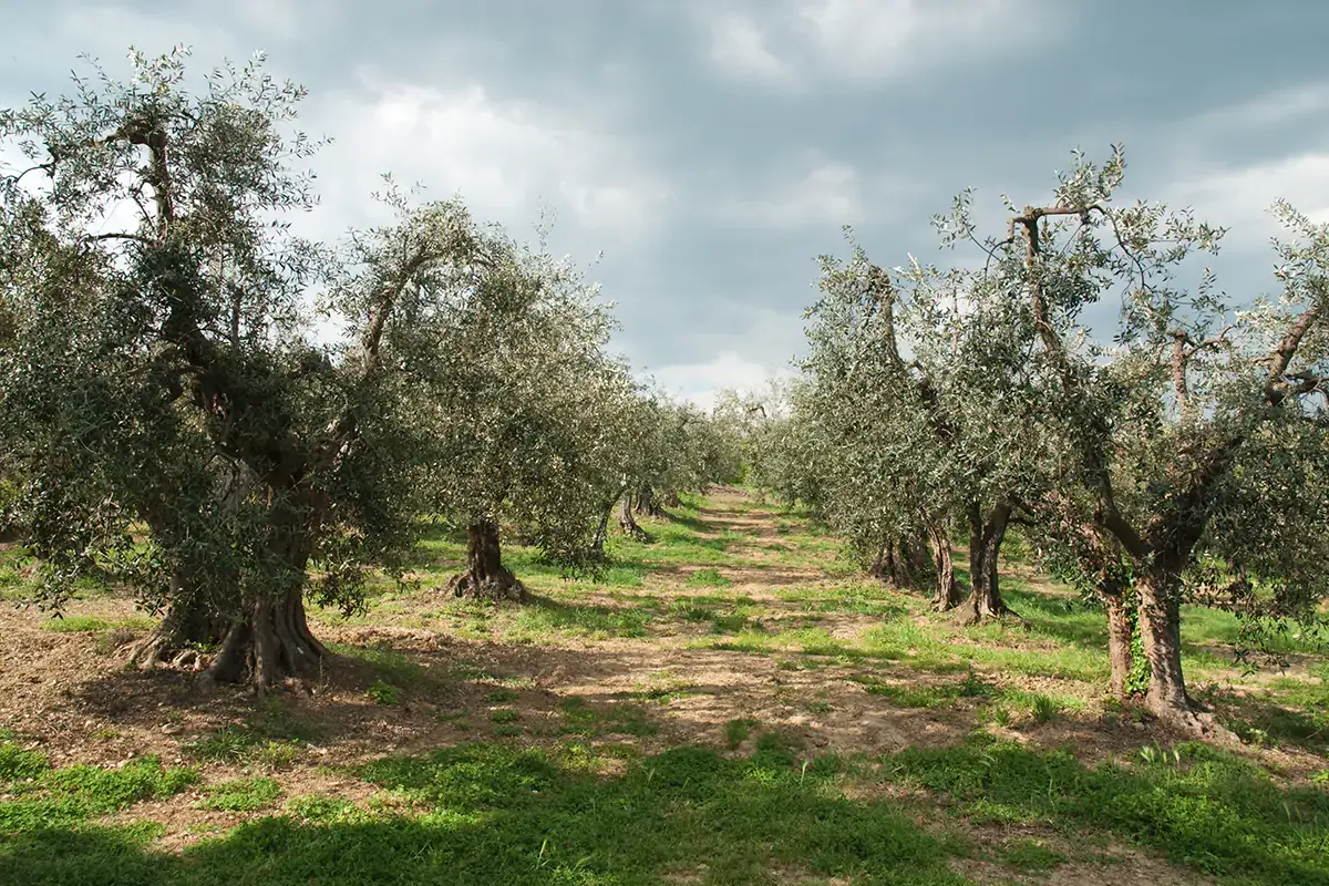 La Xylella in Italia ha gi&agrave; colpito 8mila km quadrati di coltivazioni Contro la Xylella, via libera al reimpianto di specie diverse dall'ulivo
