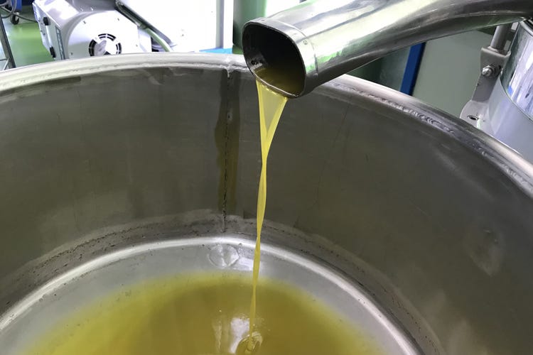 (Dall'ulivo all'olio extravergine bio Raccolta e produzione in Valle d'Itria)