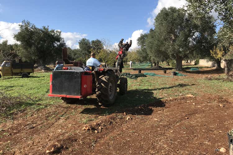 (Dall'ulivo all'olio extravergine bio Raccolta e produzione in Valle d'Itria) (Dall'ulivo all'olio extravergine bio Raccolta e produzione in Valle d'Itria)