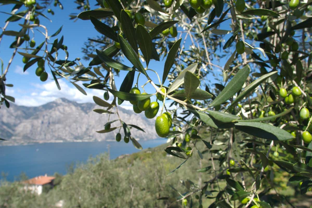 Centopercentogarda, gusto e territorio con il Lago al centro