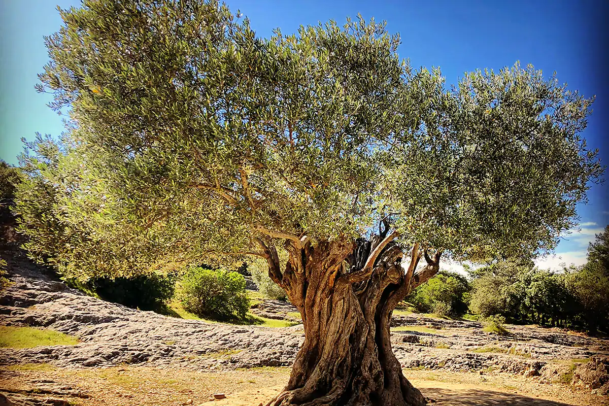 Occorre puntare su biotech per battere la Xylella Come battere la Xylella? Puntare sulle biotecnologie
