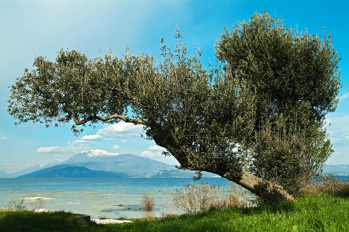 In Lombardia ci sono 3mila ettari di oliveti Annata da dimenticare per le olive lombarde: male la raccolta sui laghi