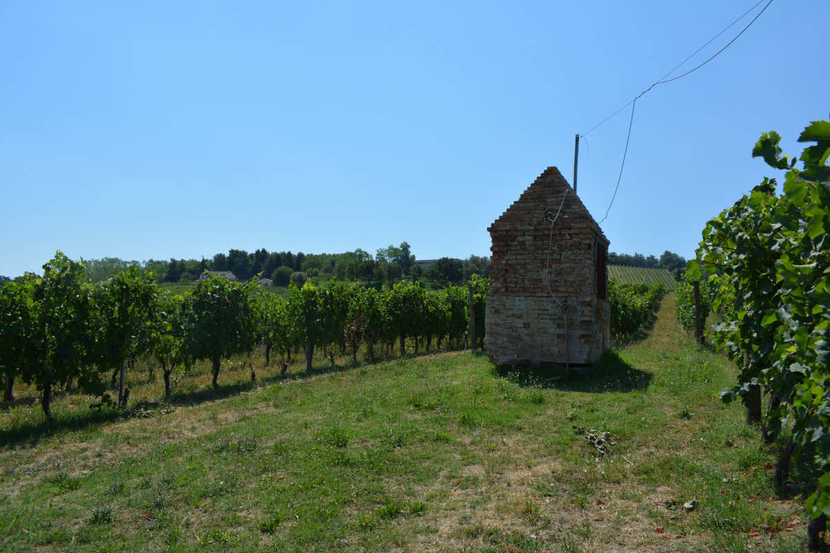 Dal Verdicchio al Montepulciano: un viaggio nei grandi vini di Umani Ronchi Dal Verdicchio al Montepulciano: un viaggio nei grandi vini di Umani Ronchi