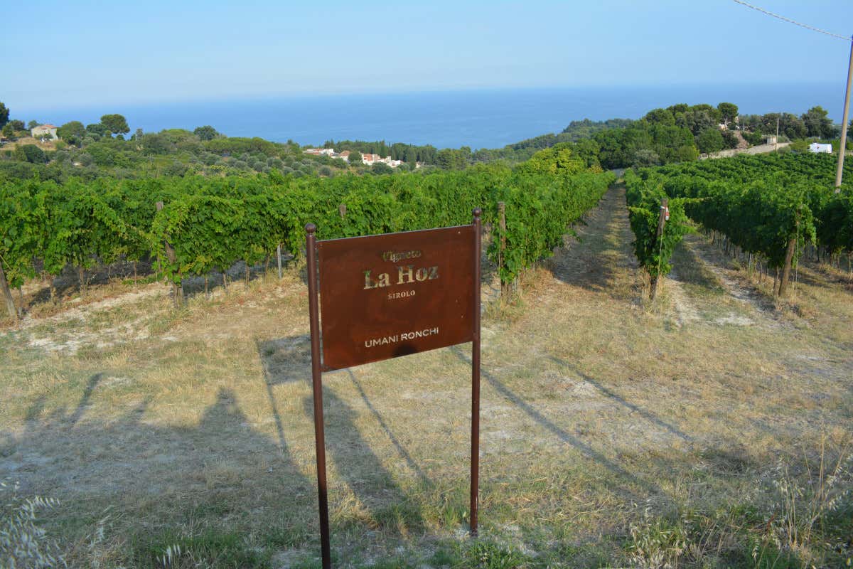 Dal Verdicchio al Montepulciano: un viaggio nei grandi vini di Umani Ronchi Dal Verdicchio al Montepulciano: un viaggio nei grandi vini di Umani Ronchi