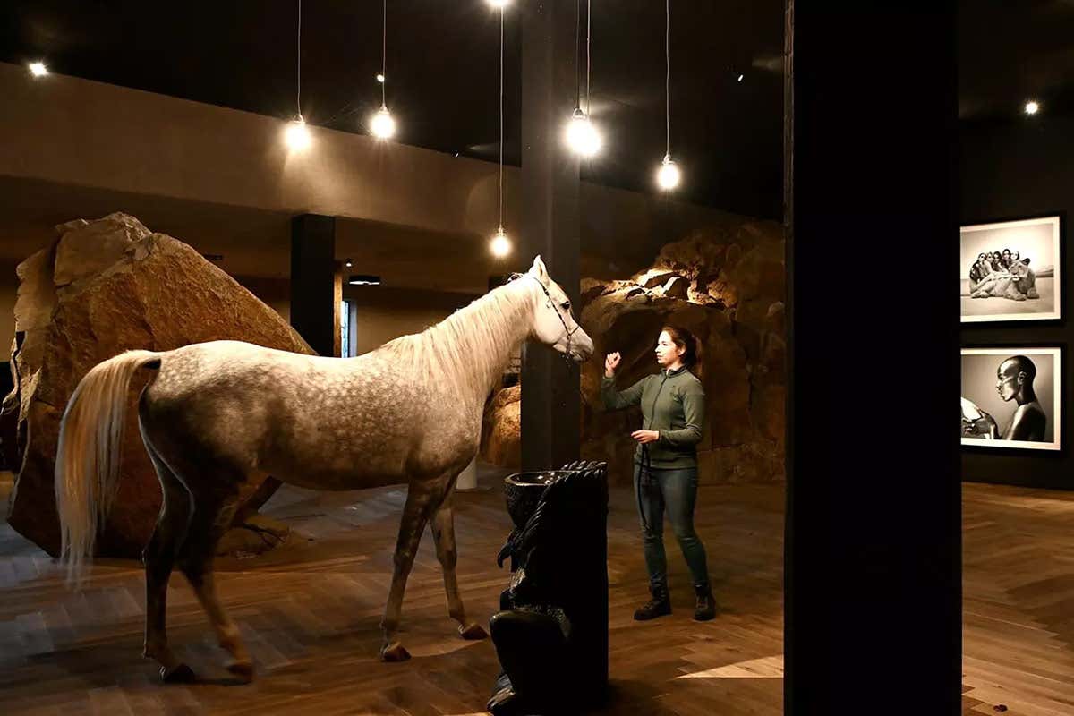 Un purosangue nella hall Turm