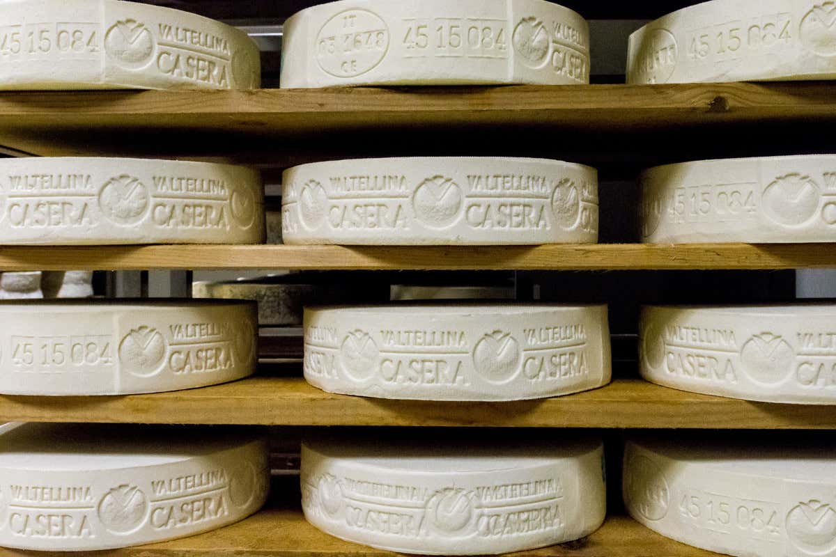 Dietro le forme di Bitto e Casera: un podcast racconta la Valtellina delle Dop Dietro le forme di Bitto e Casera: un podcast racconta la Valtellina delle Dop