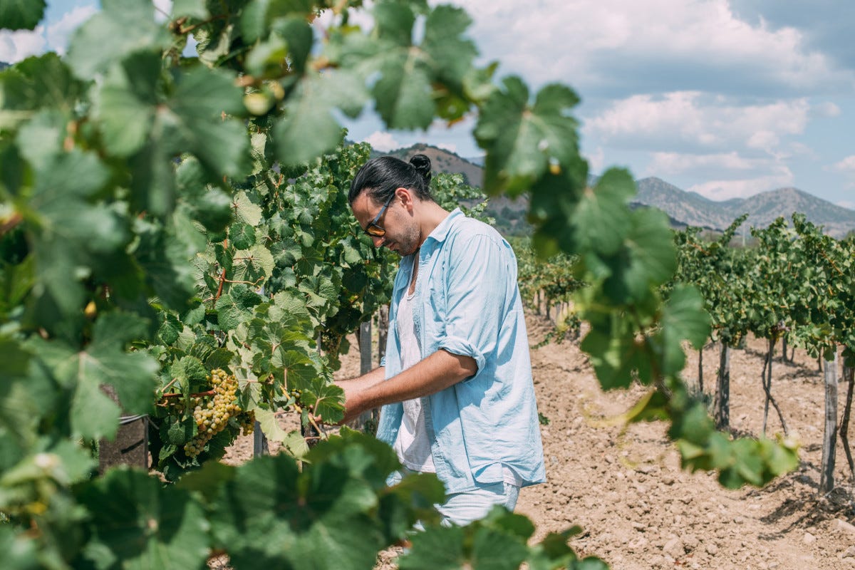 Oltre 5.500 under 35 in vigna: l'innovazione al servizio della tradizione vinicola