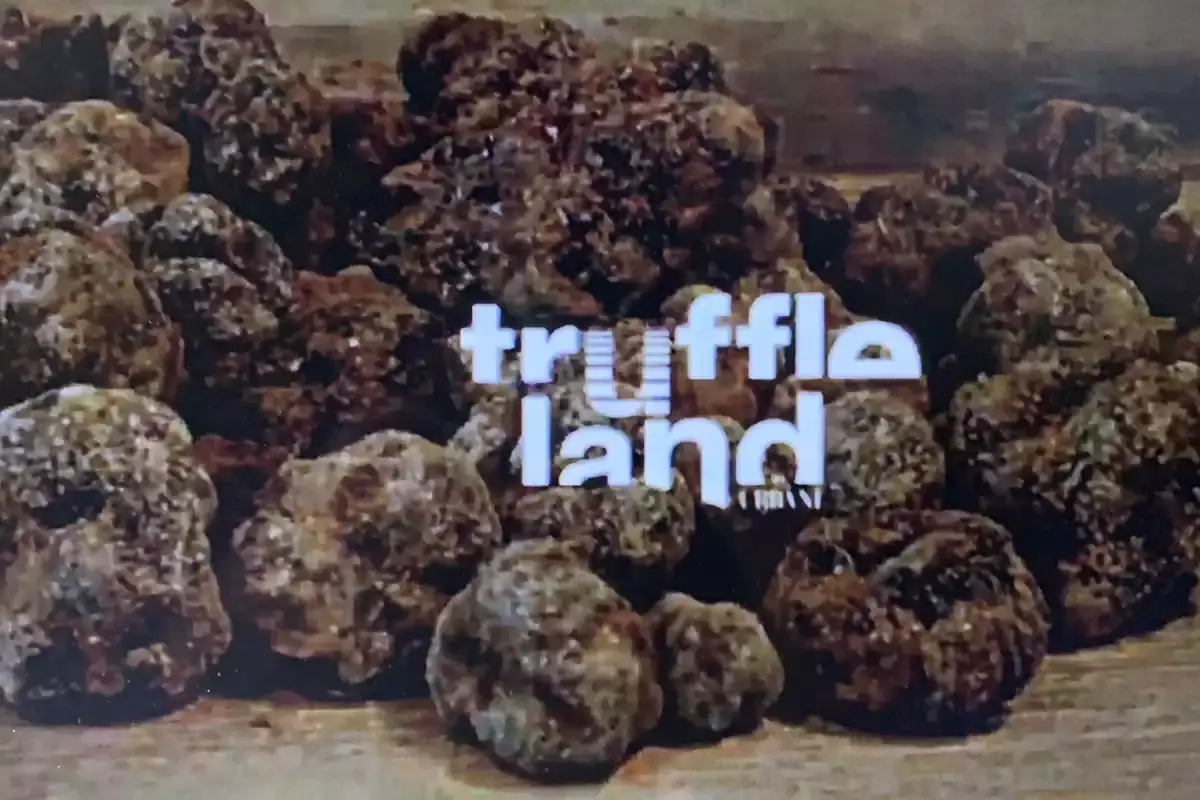 Fermo immagine dal video di presentazione del progetto Urbani crea la prima filiera del tartufo