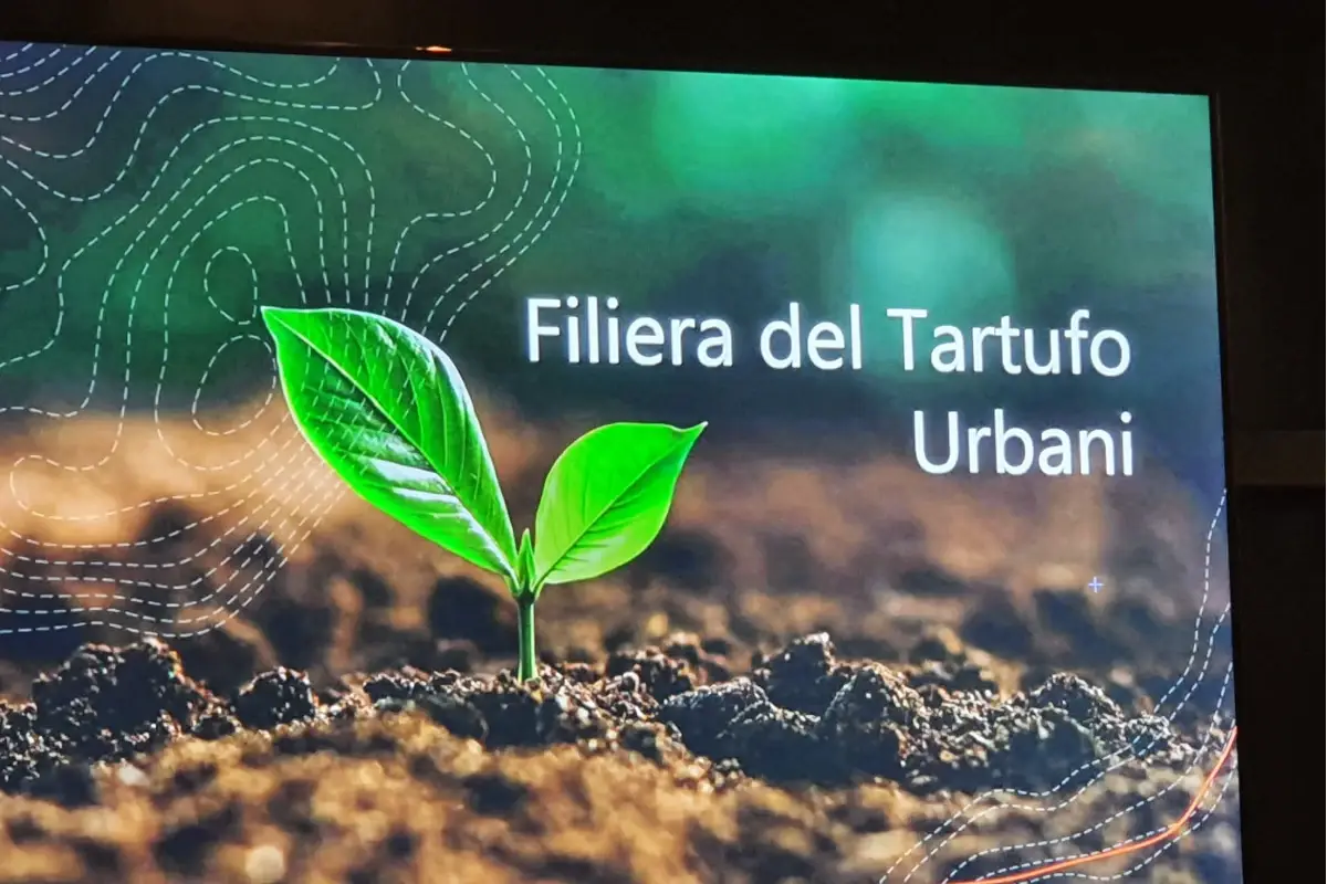 La tartuficoltura migliora il pianeta, abbassa la CO2 e produce economia fresca