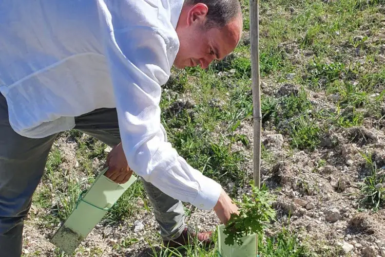 Fonte:Accademia del Tartufo nel Mondo Tartuficoltura e tartuficultura: investire in agricoltura e territorio