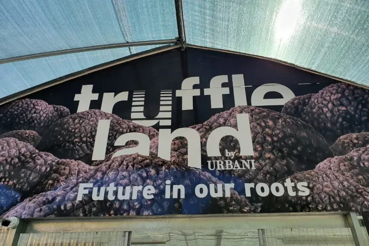 Fonte:Accademia del Tartufo nel Mondo Tartuficoltura e tartuficultura: investire in agricoltura e territorio